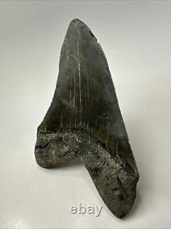 Megalodon Shark Tooth 5.78 Large Authentic Fossil Natural 19107