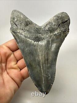 Megalodon Shark Tooth 5.78 Large Authentic Fossil Natural 19107