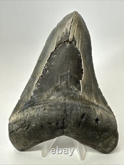 Megalodon Shark Tooth 5.78 inch Large Authentic Fossil Natural Real 19107