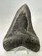 Megalodon Shark Tooth 5.78 Inch Large Authentic Fossil Natural Real 19107