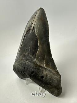 Megalodon Shark Tooth 5.78 inch Large Authentic Fossil Natural Real 19107