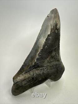 Megalodon Shark Tooth 5.78 inch Large Authentic Fossil Natural Real 19107