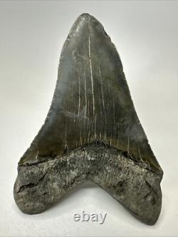 Megalodon Shark Tooth 5.78 inch Large Authentic Fossil Natural Real 19107