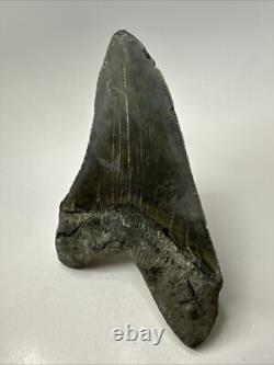 Megalodon Shark Tooth 5.78 inch Large Authentic Fossil Natural Real 19107