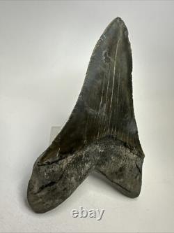 Megalodon Shark Tooth 5.78 inch Large Authentic Fossil Natural Real 19107