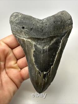 Megalodon Shark Tooth 5.78 inch Large Authentic Fossil Natural Real 19107
