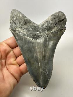 Megalodon Shark Tooth 5.78 inch Large Authentic Fossil Natural Real 19107
