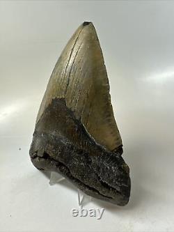 Megalodon Shark Tooth 5.79 Huge Beautiful Fossil Natural 15840