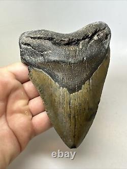 Megalodon Shark Tooth 5.79 Huge Beautiful Fossil Natural 15840