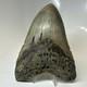 Megalodon Shark Tooth 5.79 Inch Amazing Authentic Fossil Colorful 20383