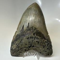 Megalodon Shark Tooth 5.79 Inch Amazing Authentic Fossil Colorful 20383