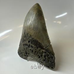 Megalodon Shark Tooth 5.79 Inch Amazing Authentic Fossil Colorful 20383