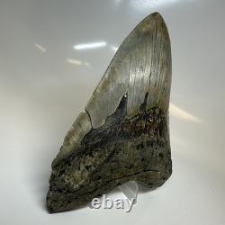 Megalodon Shark Tooth 5.79 Inch Amazing Authentic Fossil Colorful 20383