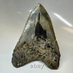 Megalodon Shark Tooth 5.79 Inch Amazing Authentic Fossil Colorful 20383