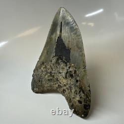 Megalodon Shark Tooth 5.79 Inch Amazing Authentic Fossil Colorful 20383 Megalodon Shark Tooth 5.79 Inch Amazing Authentic Fossil Colorful 20383