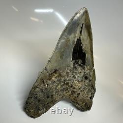 Megalodon Shark Tooth 5.79 Inch Amazing Authentic Fossil Colorful 20383