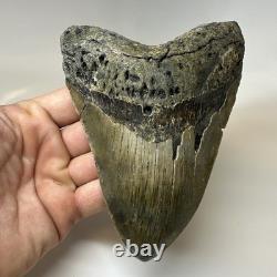 Megalodon Shark Tooth 5.79 Inch Amazing Authentic Fossil Colorful 20383