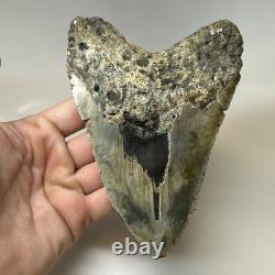 Megalodon Shark Tooth 5.79 Inch Amazing Authentic Fossil Colorful 20383