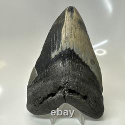 Megalodon Shark Tooth 5.79 Inch Massive Beautiful Fossil Real Teeth 20456