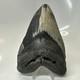 Megalodon Shark Tooth 5.79 Inch Massive Beautiful Fossil Real Teeth 20456