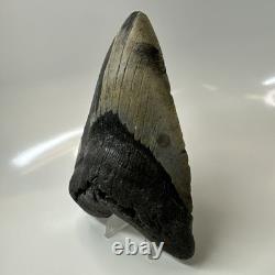 Megalodon Shark Tooth 5.79 Inch Massive Beautiful Fossil Real Teeth 20456