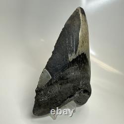 Megalodon Shark Tooth 5.79 Inch Massive Beautiful Fossil Real Teeth 20456