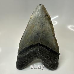 Megalodon Shark Tooth 5.79 Inch Massive Beautiful Fossil Real Teeth 20456