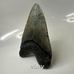 Megalodon Shark Tooth 5.79 Inch Massive Beautiful Fossil Real Teeth 20456