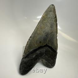 Megalodon Shark Tooth 5.79 Inch Massive Beautiful Fossil Real Teeth 20456