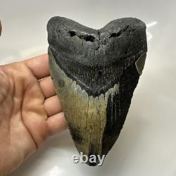 Megalodon Shark Tooth 5.79 Inch Massive Beautiful Fossil Real Teeth 20456