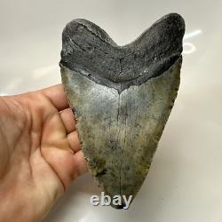Megalodon Shark Tooth 5.79 Inch Massive Beautiful Fossil Real Teeth 20456