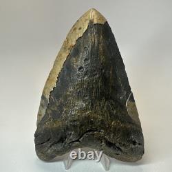 Megalodon Shark Tooth 5.79 Inch Real Large Fossil Natural Teeth 19716