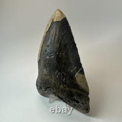 Megalodon Shark Tooth 5.79 Inch Real Large Fossil Natural Teeth 19716