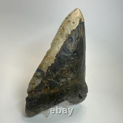 Megalodon Shark Tooth 5.79 Inch Real Large Fossil Natural Teeth 19716