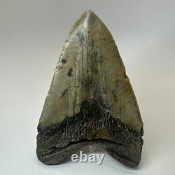 Megalodon Shark Tooth 5.79 Inch Real Large Fossil Natural Teeth 19716