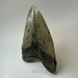 Megalodon Shark Tooth 5.79 Inch Real Large Fossil Natural Teeth 19716