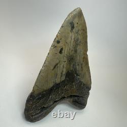 Megalodon Shark Tooth 5.79 Inch Real Large Fossil Natural Teeth 19716