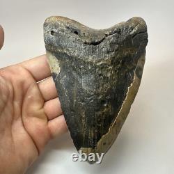 Megalodon Shark Tooth 5.79 Inch Real Large Fossil Natural Teeth 19716