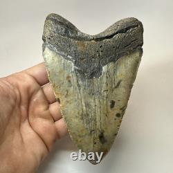 Megalodon Shark Tooth 5.79 Inch Real Large Fossil Natural Teeth 19716