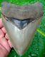 Megalodon Shark Tooth 5 & 7/16 Real Fossil No Restorations Serrated