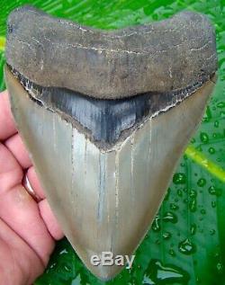 Megalodon Shark Tooth 5 & 7/16 REAL FOSSIL NO RESTORATIONS SERRATED