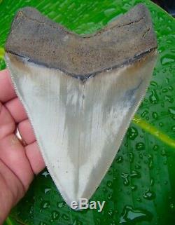 Megalodon Shark Tooth 5 & 7/16 REAL FOSSIL NO RESTORATIONS SERRATED