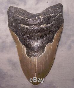 Megalodon Shark Tooth 5 7/16 Shark Teeth Extinct Jaw Fossil Meg Teeth Megladon