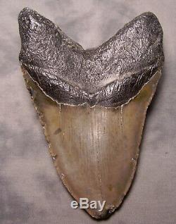 Megalodon Shark Tooth 5 7/16 Shark Teeth Extinct Jaw Fossil Meg Teeth Megladon