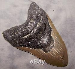 Megalodon Shark Tooth 5 7/16 Shark Teeth Extinct Jaw Fossil Meg Teeth Megladon