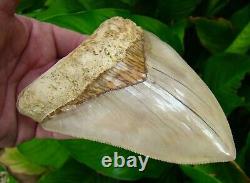 Megalodon Shark Tooth 5 & 7/16 TIGER STRIPED NATURAL REAL FOSSIL = SYDNI