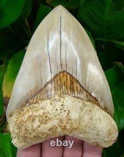 Megalodon Shark Tooth 5 & 7/16 TIGER STRIPED NATURAL REAL FOSSIL = SYDNI
