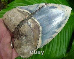 Megalodon Shark Tooth 5 & 7/16 in. CRAZY BLUE INDONESIAN REAL FOSSIL