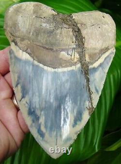 Megalodon Shark Tooth 5 & 7/16 in. CRAZY BLUE INDONESIAN REAL FOSSIL