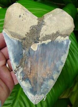 Megalodon Shark Tooth 5 & 7/16 in. CRAZY BLUE INDONESIAN REAL FOSSIL